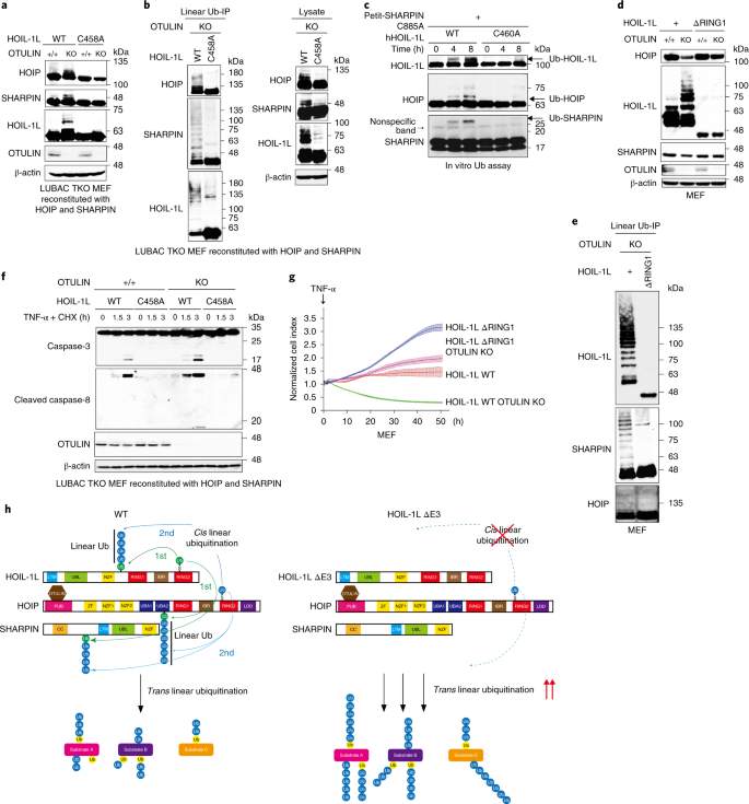 The Hoil 1l Ligase Modulates Immune Signalling And Cell Death Via Monoubiquitination Of Lubac Nature Cell Biology