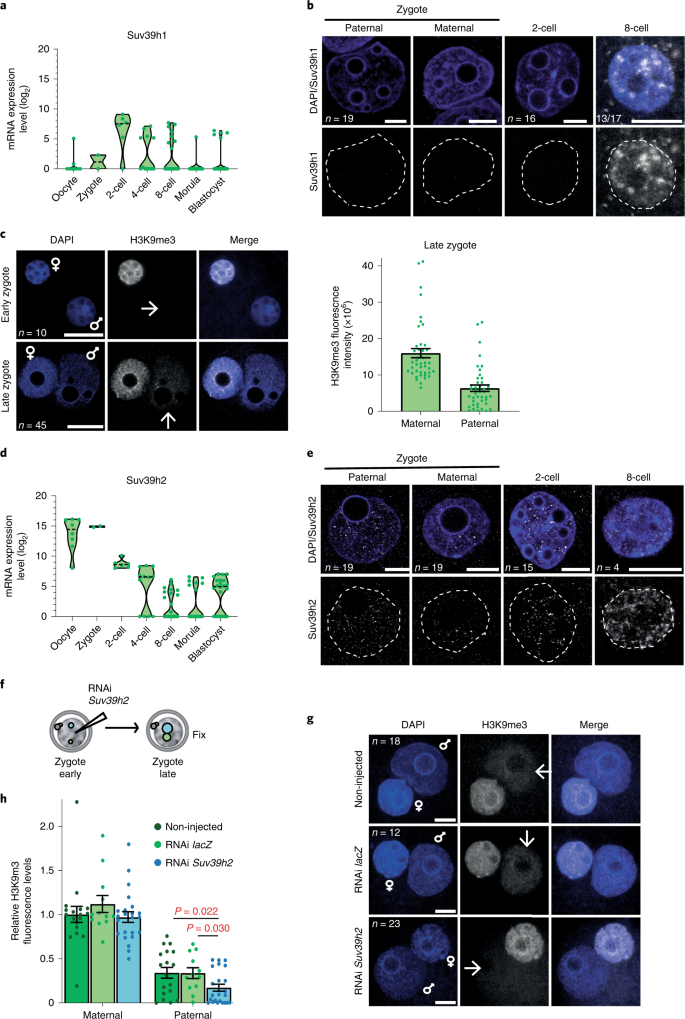 Heterochromatin Establishment During Early Mammalian Development Is Regulated By Pericentromeric Rna And Characterized By Non Repressive H3k9me3 Nature Cell Biology Heterochromatin Establishment During Early Mammalian Development Is Regulated By Pericentromeric Rna And Characterized By Non Repressive H3k9me3 Nature Cell Biology