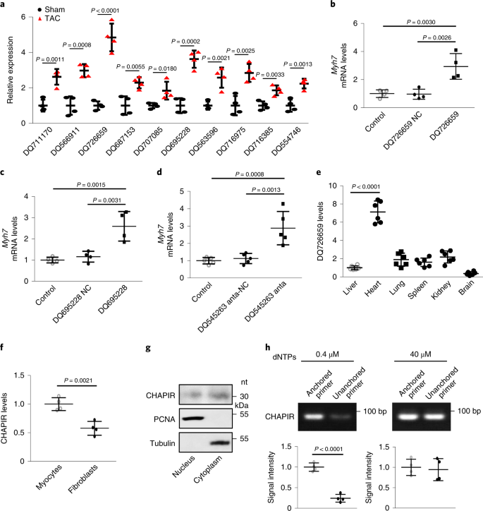 The Pirna Chapir Regulates Cardiac Hypertrophy By Controlling Mettl3 Dependent N 6 Methyladenosine Methylation Of Parp10 Mrna Nature Cell Biology The Pirna Chapir Regulates Cardiac Hypertrophy By Controlling Mettl3 Dependent N 6 Methyladenosine Methylation Of Parp10 Mrna Nature Cell Biology
