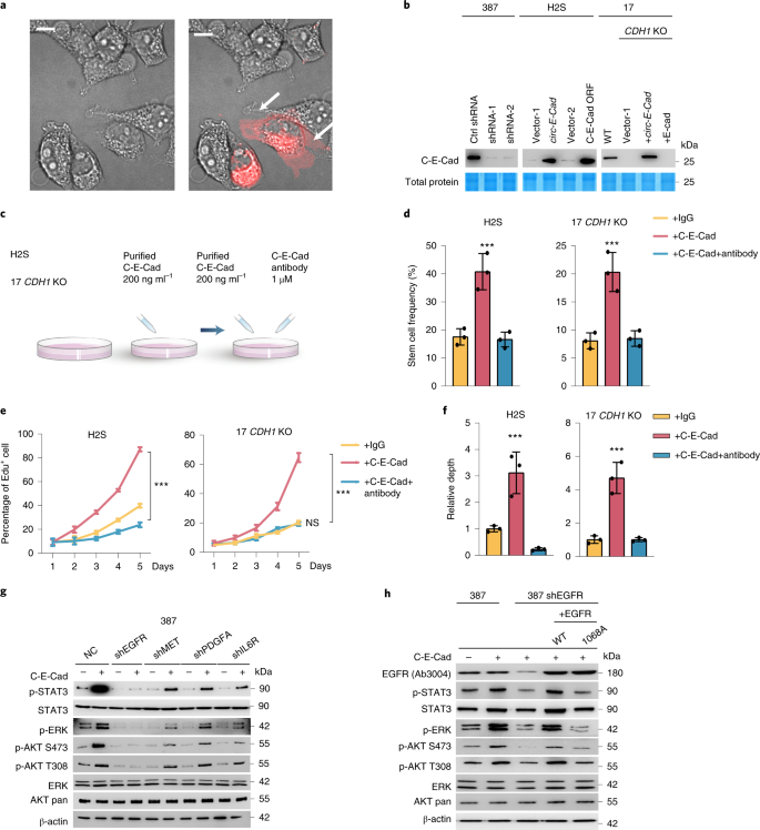 Circular Rna Encoded Oncogenic E Cadherin Variant Promotes Glioblastoma Tumorigenicity Through Activation Of Egfr Stat3 Signalling Nature Cell Biology