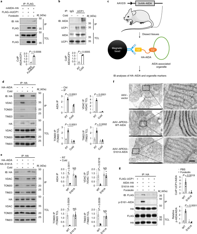 AIDA directly connects sympathetic innervation to adaptive thermogenesis by  UCP1 | Nature Cell Biology