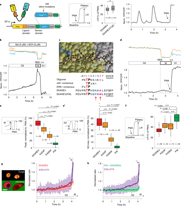 Quantifying single-cell ERK dynamics in colorectal cancer organoids reveals  EGFR as an amplifier of oncogenic MAPK pathway signalling | Nature Cell  Biology