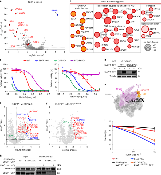 Elof1 Is A Transcription Coupled Dna Repair Factor That Directs Rna Polymerase Ii Ubiquitylation Nature Cell Biology