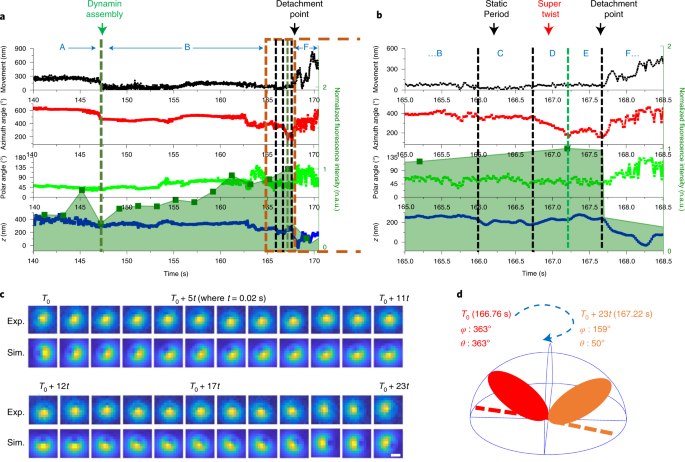 Dynamin Dependent Vesicle Twist At The Final Stage Of Clathrin Mediated Endocytosis Nature Cell Biology