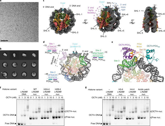 Dissecting Oct4 Defines The Role Of Nucleosome Binding In Pluripotency Nature Cell Biology