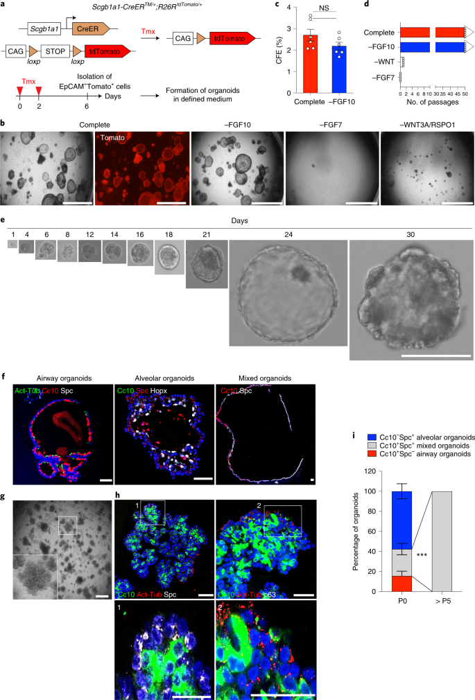 Release Of Notch Activity Coordinated By Il 1b Signalling Confers Differentiation Plasticity Of Airway Progenitors Via Fosl2 During Alveolar Regeneration Nature Cell Biology