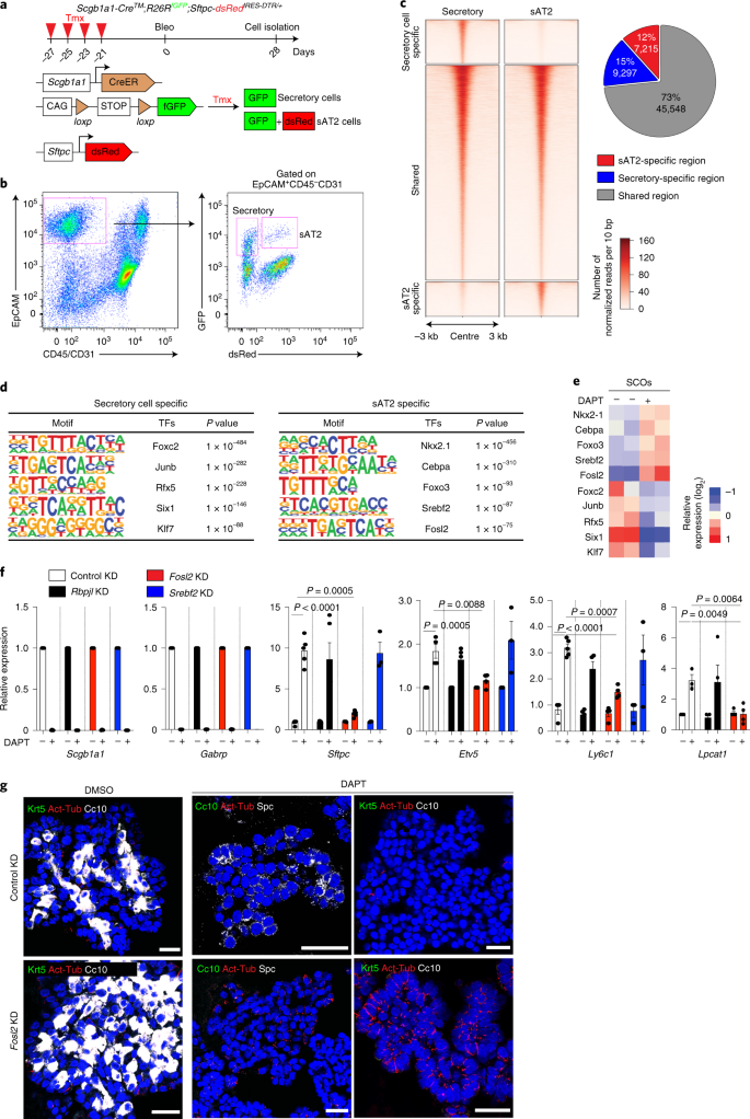 Release Of Notch Activity Coordinated By Il 1b Signalling Confers Differentiation Plasticity Of Airway Progenitors Via Fosl2 During Alveolar Regeneration Nature Cell Biology