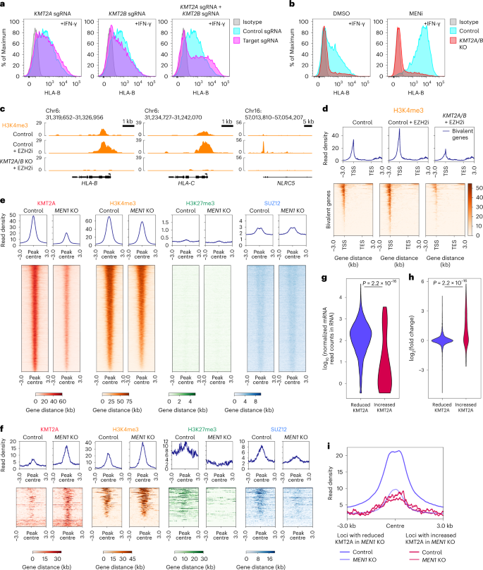 Dissecting MENIN in bivalent gene regulation