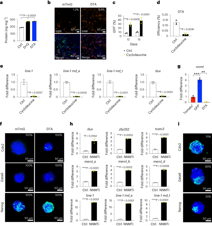 p16High senescence restricts cellular plasticity during somatic cell  reprogramming | Nature Cell Biology