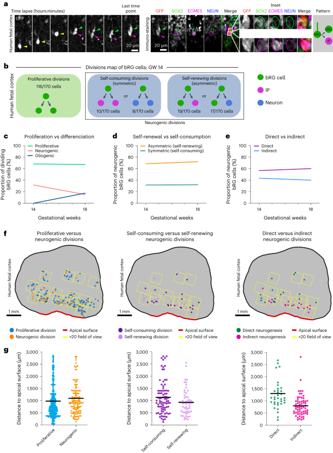 Fig. 4: A map of cell fate decisions in fetal human frontal cortex.