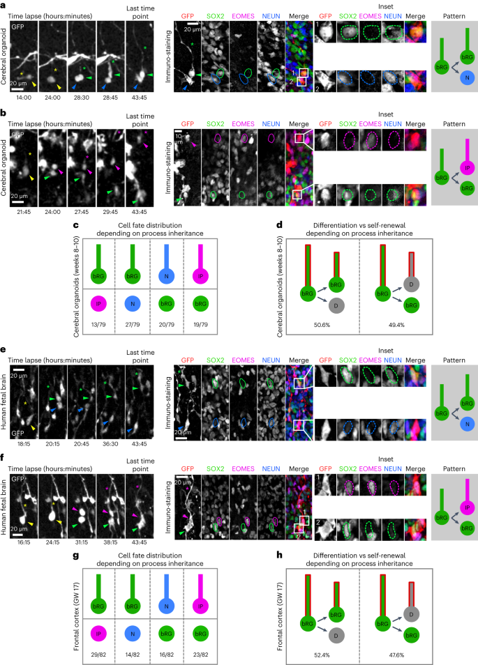 Fig. 5: Basal process inheritance does not predict bRG fate on asymmetric division.