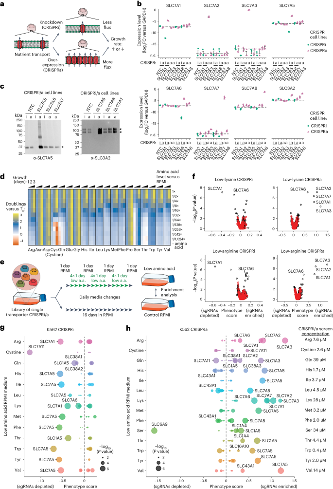 case study cellular transport figure 1