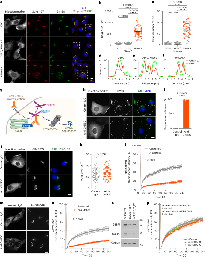 RNA scaffolds the Golgi ribbon by forming condensates with GM130 