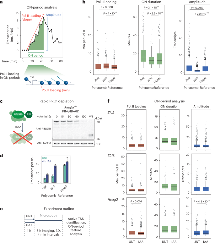 Fig. 2: PRC1 does not constrain transcription during ON periods.