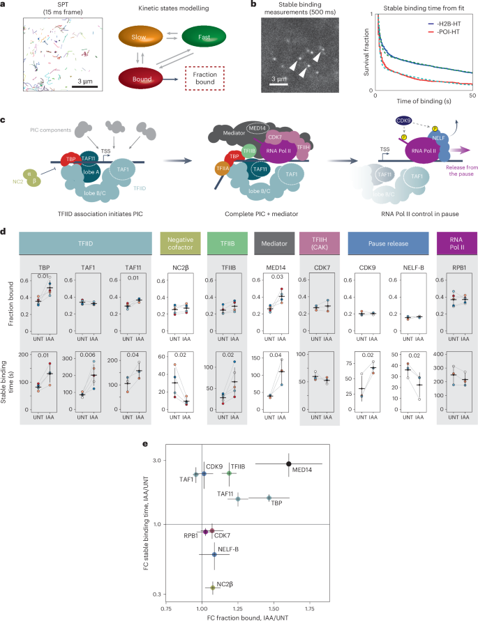 Fig. 4: PRC1 counteracts binding of early PIC-forming components.