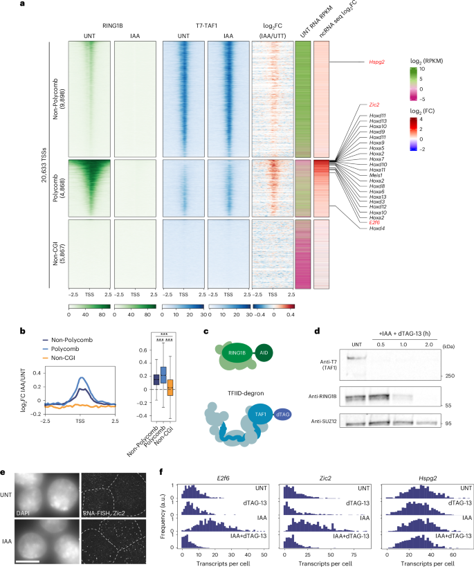 Fig. 6: PRC1 constrains TFIID binding to inhibit gene expression.
