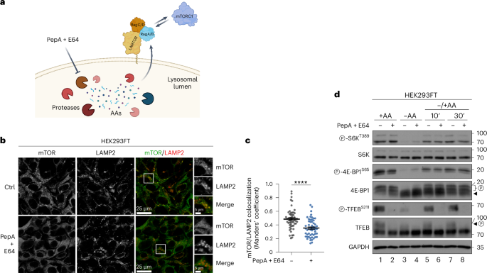 Fig. 2: Blockage of lysosomal protease activity disconnects mTORC1 localization on lysosomes and activity towards cytoplasmic substrates.