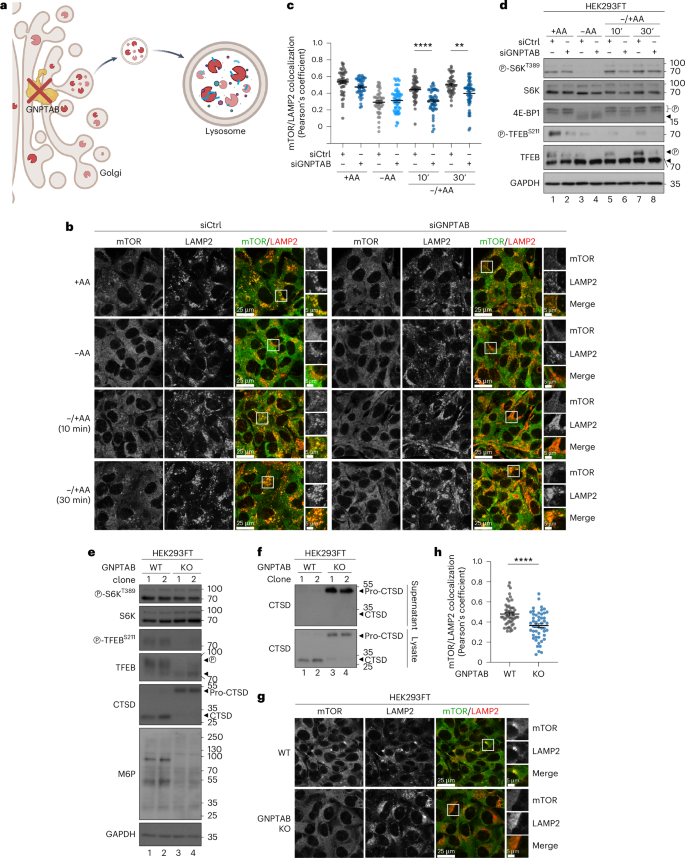Fig. 3: Blockage of proper lysosomal enzyme sorting and delivery disconnects mTORC1 localization on lysosomes and activity towards cytoplasmic substrates.