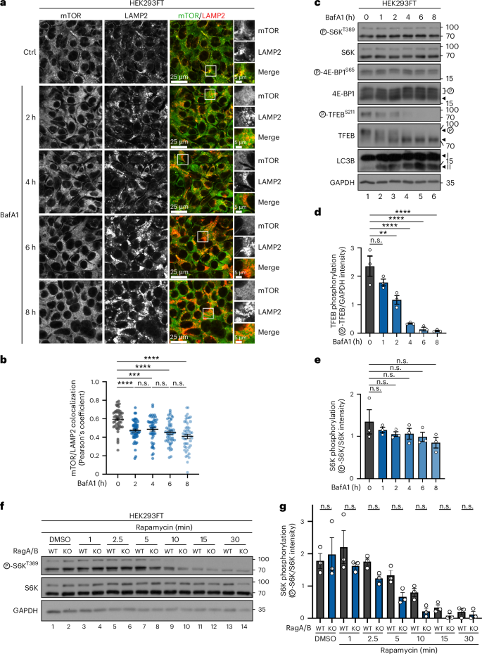 Fig. 4: The persistent phosphorylation of cytoplasmic mTORC1 substrates in cells with non-lysosomal mTOR is not due to impaired or slower substrate dephosphorylation.