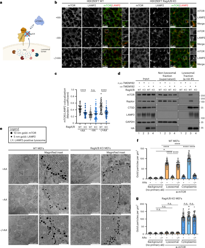 Fig. 5: Diminished lysosomal localization of mTOR in Rag GTPase KO cells.