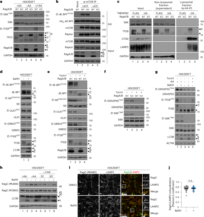Fig. 6: mTORC1 maintains activity towards its non-lysosomal substrates in cellular models of diminished lysosomal mTOR localization.