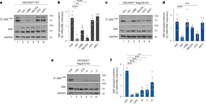 Fig. 7: Non-lysosomal mTORC1 is regulated by distinct exogenous AAs.