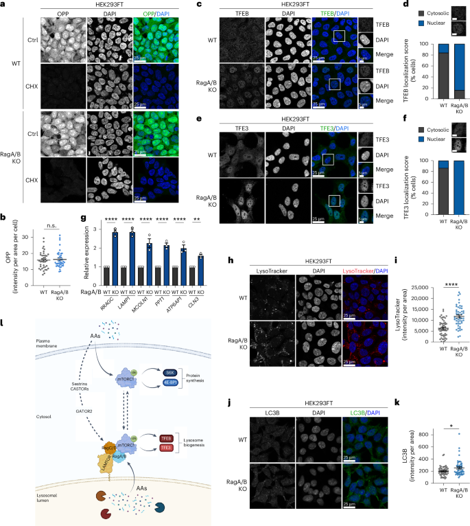 Fig. 8: Functional separation of Rag-dependent and Rag-independent mTORC1 activities.