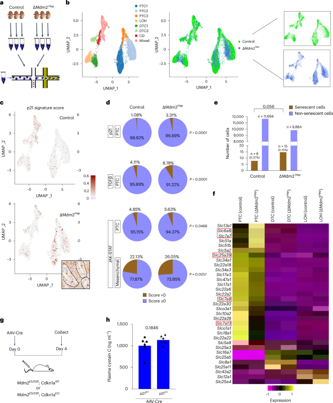 Fig. 3: scRNA-seq reveals transcriptional changes, including amino acid transporter expression within the proximal tubular compartment in response to liver senescence.
