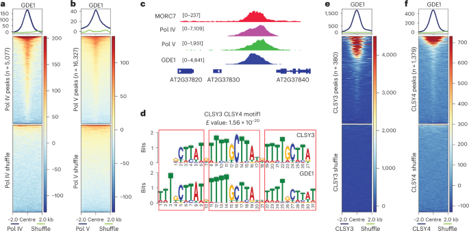 Fig. 1: GDE1 is a RdDM protein and co-localizes with Pol IV recruiter CLSY3/4.