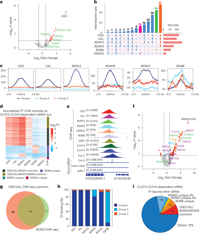 Fig. 3: REM transcription factors associate with GDE1 and Pol IV complex at CLSY3 CLSY4-dependent siRNA loci.