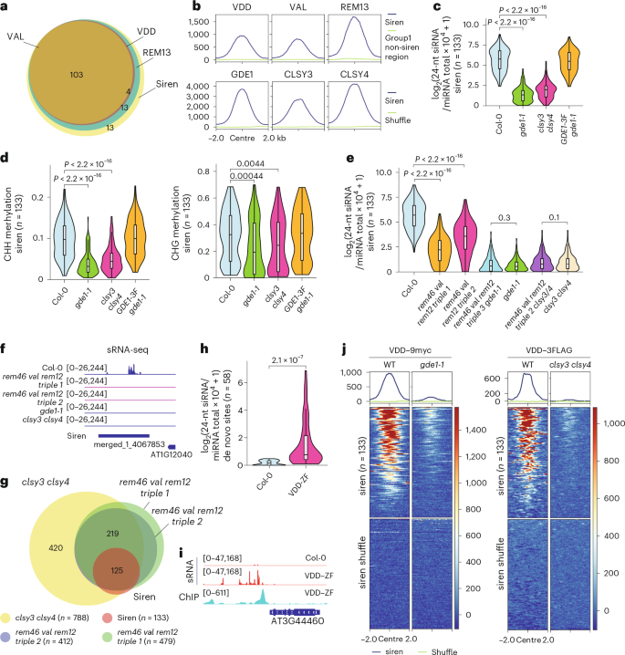 Fig. 4: VDD/VAL/REM13–GDE1–CLSY3/4 complex localizes to siren loci for siRNA production.