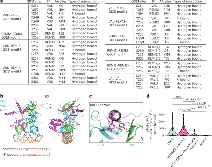 Fig. 5: The RBHG domain of GDE1 is critical for siRNA production.