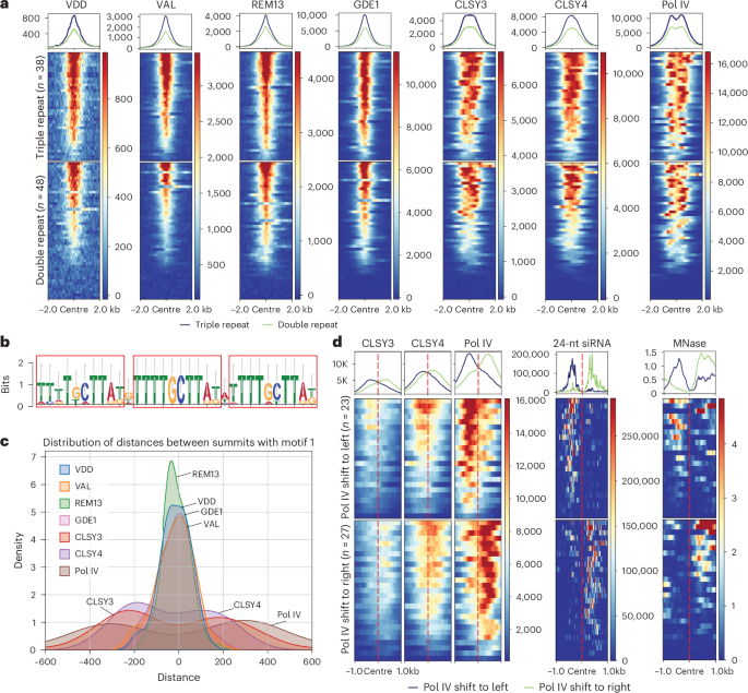 Fig. 6: Pol IV transcription complex recognizes CLSY3 CLSY4 motif 1 and engages in a unidirectional transcription.