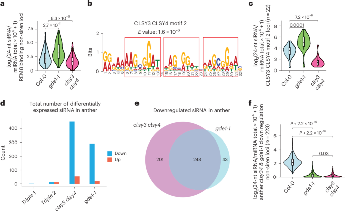 Fig. 7: REM8 redistributes Pol IV complex to CLSL3 CLSY4 motif 2 in the absence of GDE1, and GDE1 is required for siRNA in anther.