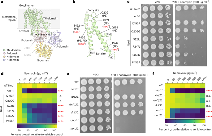 Fig. 1: Separation-of-function mutations in Neo1 that cause neomycin sensitivity do not correlate with loss of PS or PE asymmetry.