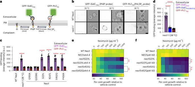 Fig. 2: neo1 mutant cells expose PI4P in the plasma membrane extracellular leaflet.
