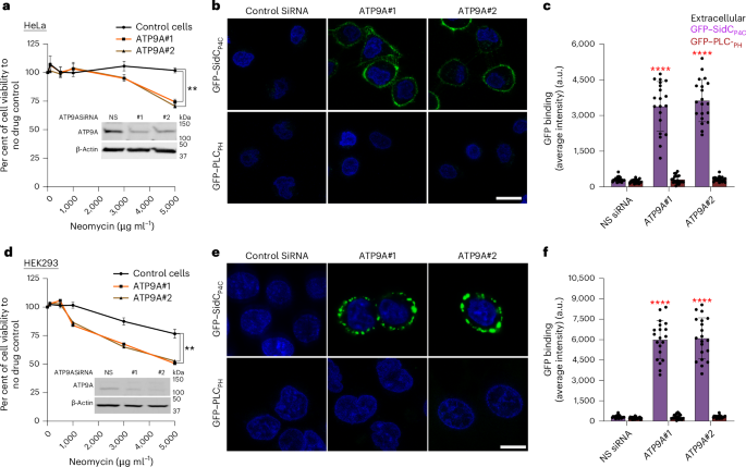 Fig. 3: ATP9A-knockdown cells are neomycin sensitive and expose PI4P in the plasma membrane extracellular leaflet.