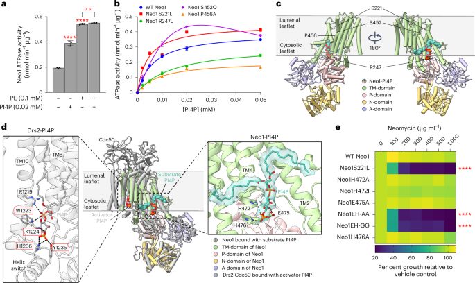 Fig. 4: Cryo-EM structure of Neo1-PI4P and comparison of PI4P binding in Neo1 and Drs2.