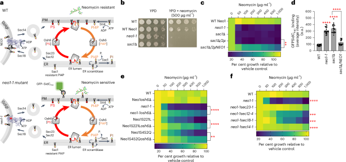 Fig. 5: Non-vesicular and vesicular transport is required for PI4P exposure.