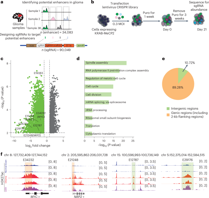 Fig. 1: CRISPRi screening identifies pro-tumour enhancers in glioma.