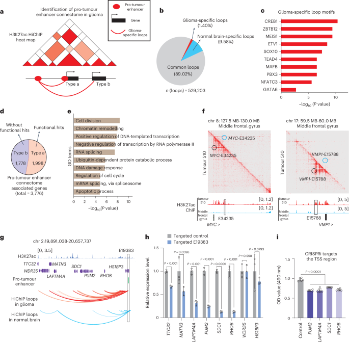 Fig. 2: Integrating enhancer CRISPRi screening with H3K27ac HiChIP reveals the pro-tumour enhancer connectome in glioma.