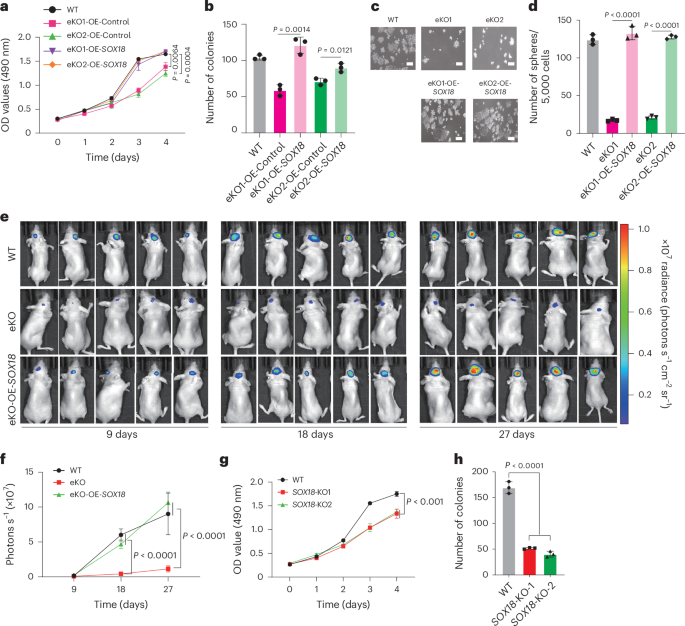 Fig. 5: Overexpression of SOX18 in eKO cells restores self-renewal in glioma cells.