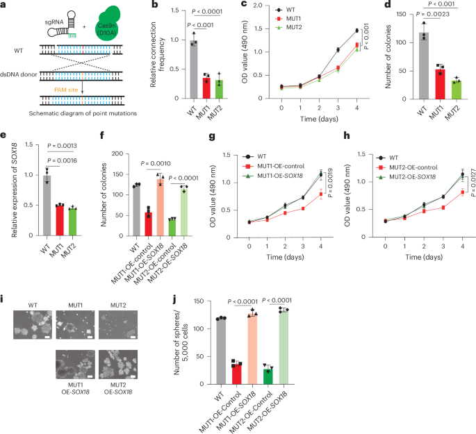 Fig. 6: The risk allele of rs2297440 (C/C) promotes SOX18 expression and glioma progression.