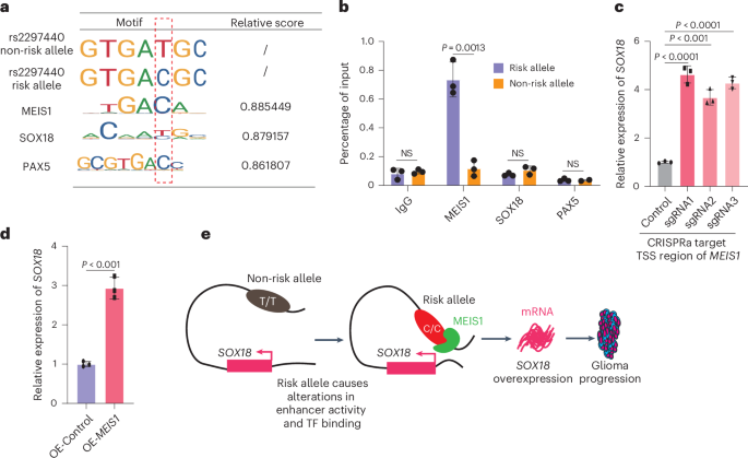 Fig. 7: regulates SOX18 expression through allele-specific recruitment of MEIS1 binding.