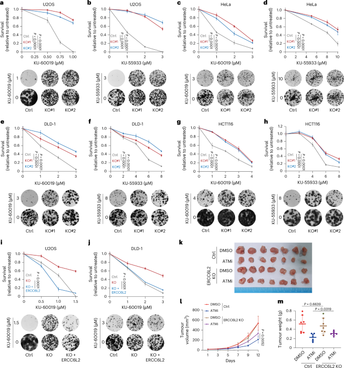 Fig. 1: Loss of ERCC6L2 induces ATMi resistance in cancer cells.