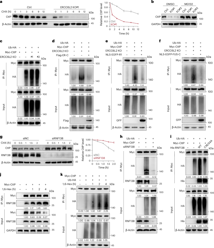 Fig. 6: The ERCC6L2–CtIP condensates protect CtIP from RNF138-mediated ubiquitination and subsequent degradation.