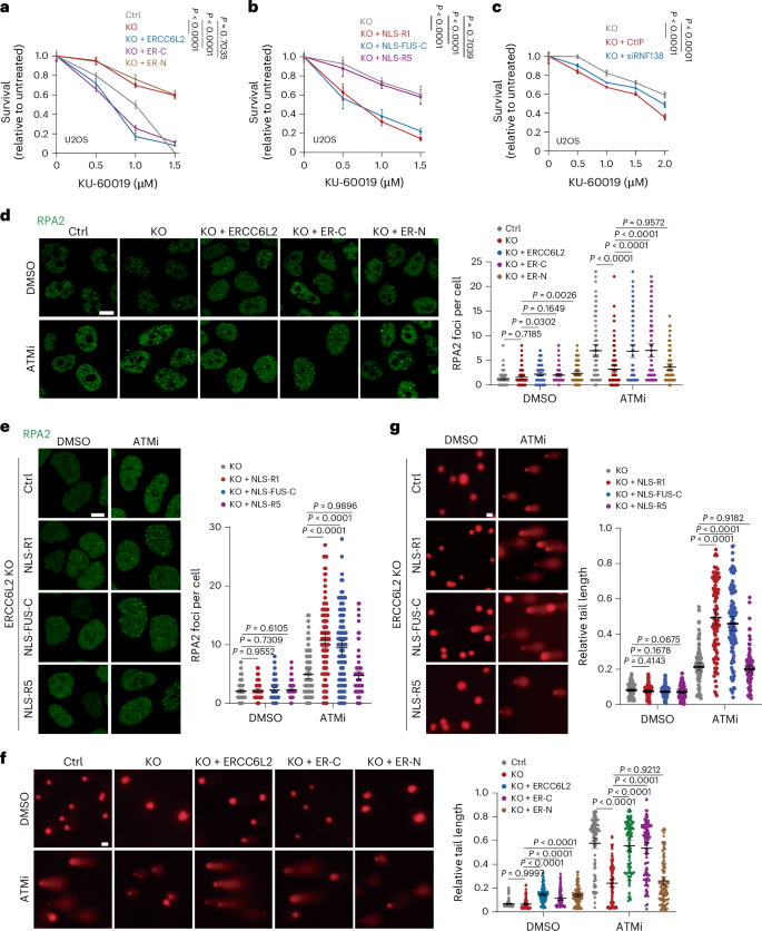 Fig. 7: The IDR of ERCC6L2 influences the DDR.
