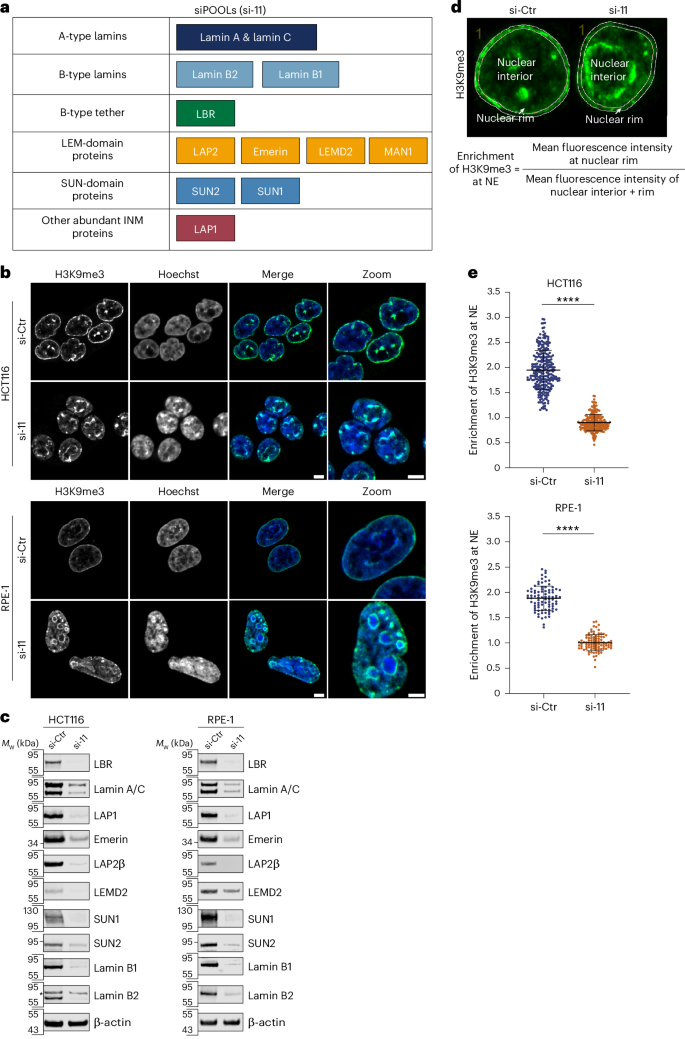 Fig. 1: H3K9me3-stained heterochromatin is detached from the nuclear periphery of human cells upon depletion of eight INM proteins and the nuclear lamins.