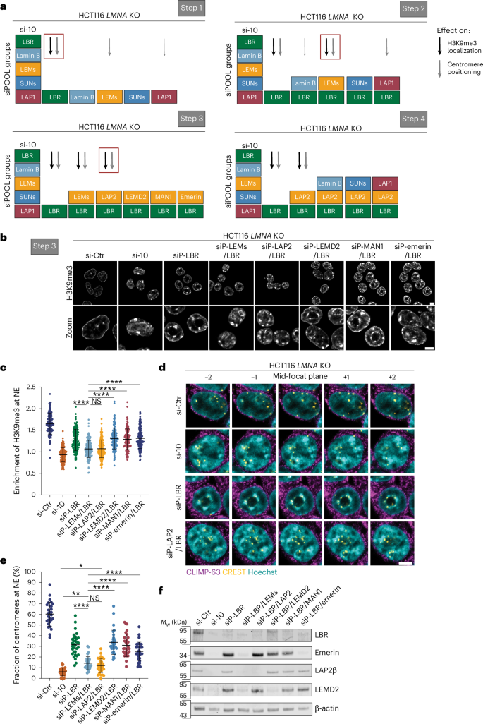Fig. 2: The INM proteins LBR and LAP2 promote the peripheral positioning of H3K9me3-positive heterochromatin.