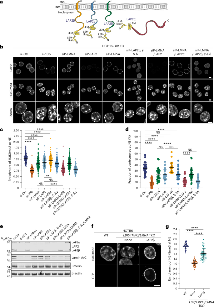 Fig. 3: The INM-bound isoforms of LAP2 contribute to peripheral heterochromatin anchorage.